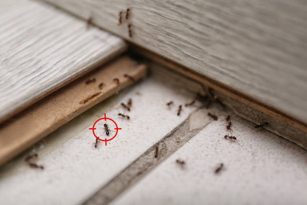 Best Pest Prevention Services  in Reed Creek, GA